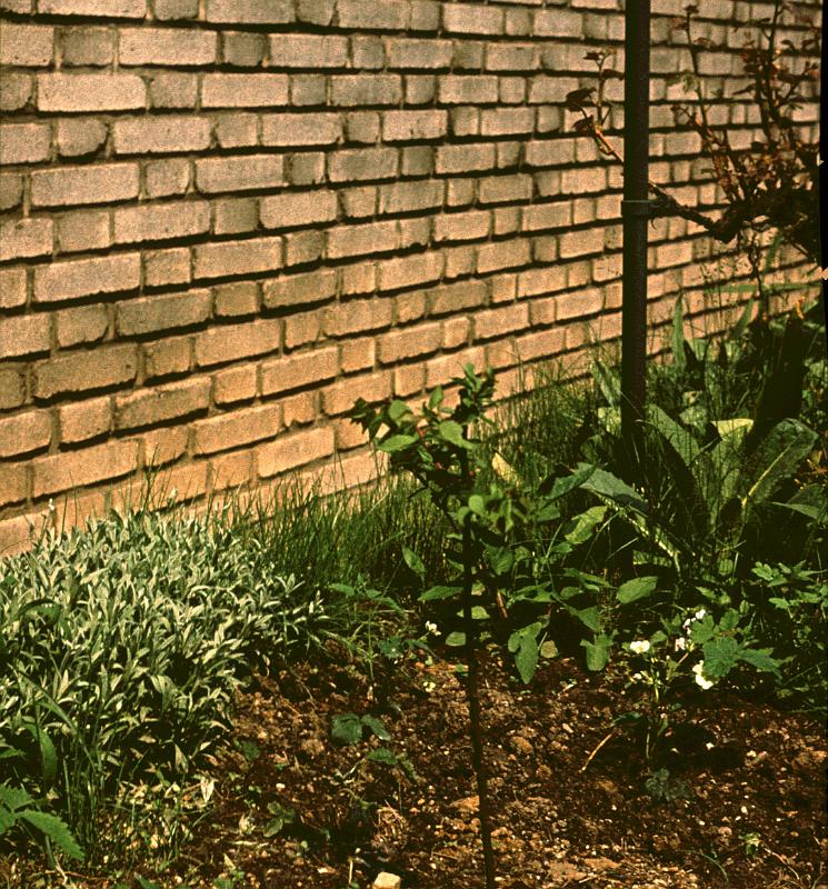 Original image