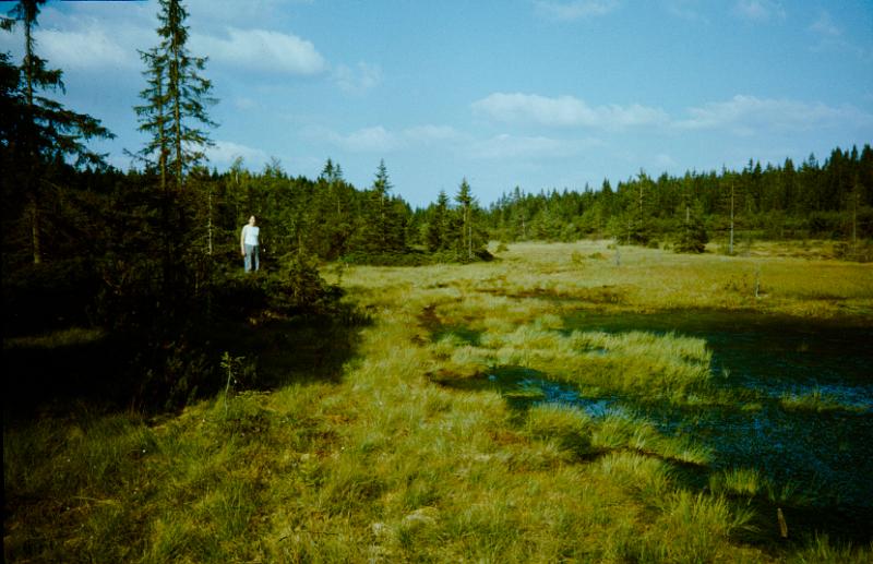 Original image