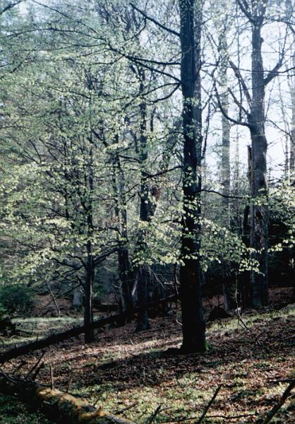 Original image