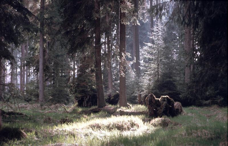 Original image