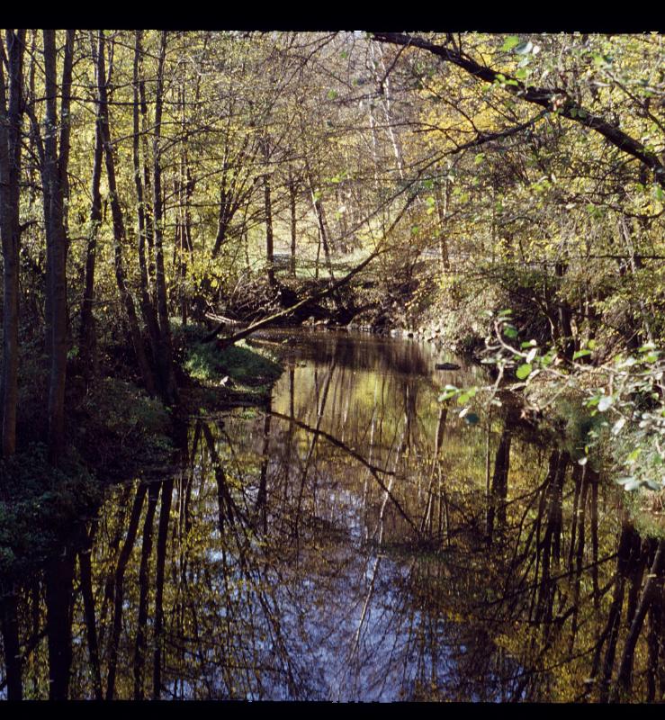 Original image
