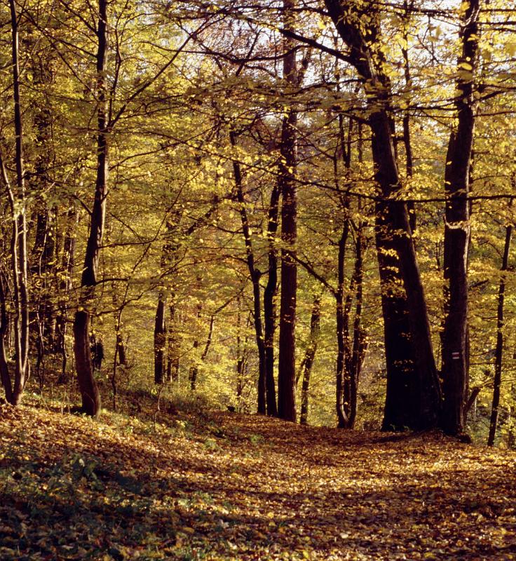 Original image