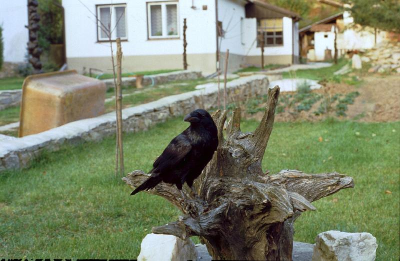 Original image