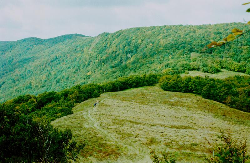 Original image
