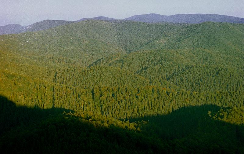 Original image