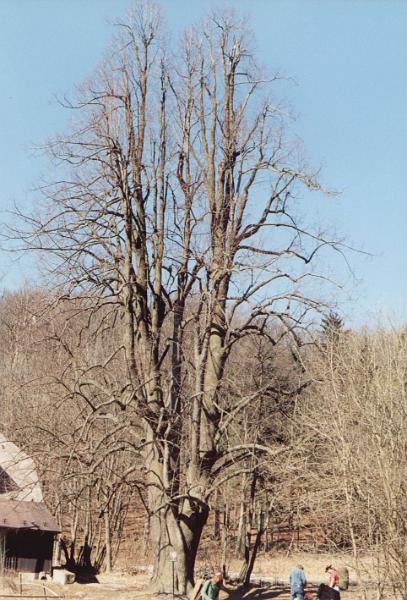 Original image