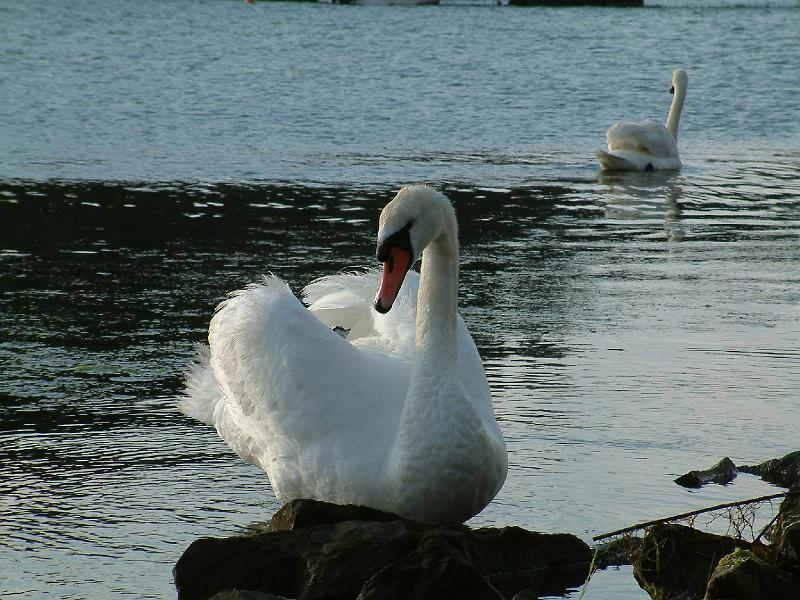 Original image