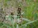 2_DSCF0525