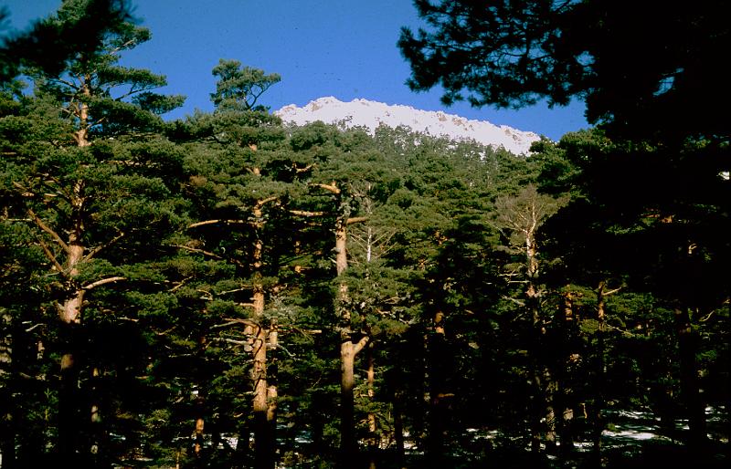 Original image
