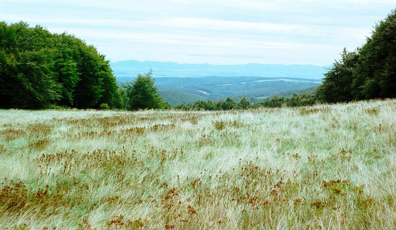 Original image
