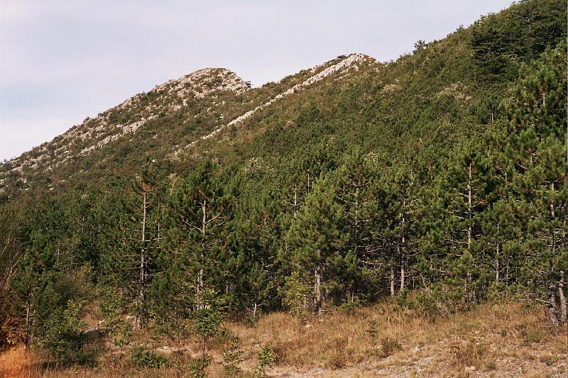 Original image