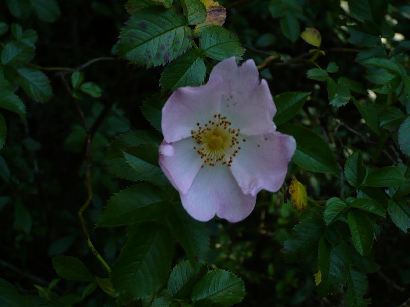 Original image