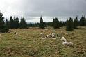 2009_1003_103813_Kr_louka_u_Prednich_Rennerovek_ovce