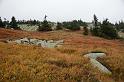 2009_1004_111941_Kr_zbarvena_trava_stromky_kameny