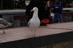 156: DSC00262