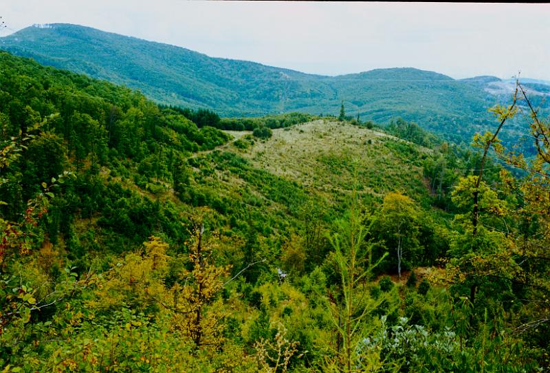 Original image
